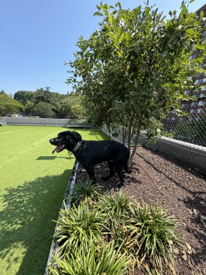 Photo of Shadow