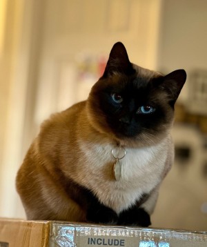 Photo of Quinn