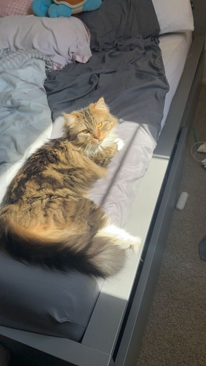 Photo of Melon