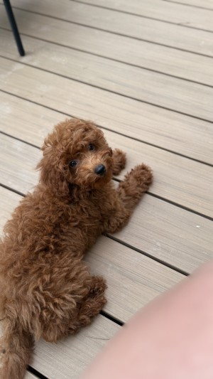 Photo of Coco