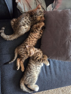 Photo of Sassy