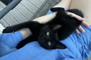 Photo of Kit
