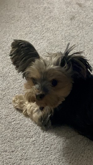 Photo of Teddy