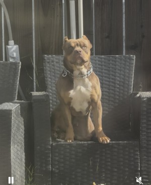Photo of Simba