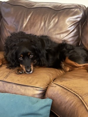 Photo of Lilly