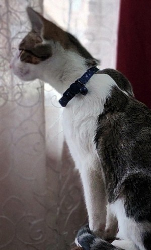 Photo of Buttercup