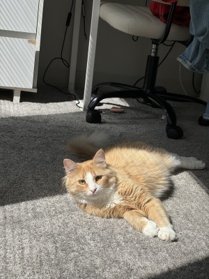 Photo of Mika