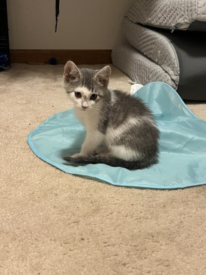Photo of Baby Gavin