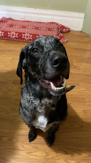 Photo of Bear