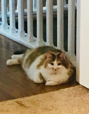 Photo of Lucy