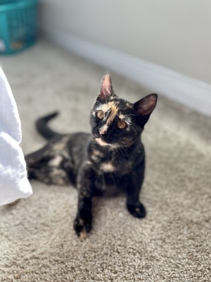 Photo of Luna