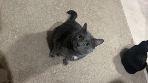 Photo of SILVER