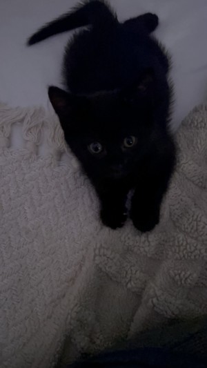 Photo of Ash