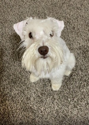 Photo of Enzio