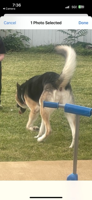 Photo of Jax