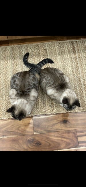 Photo of Missy And Lucy