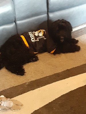 Photo of Milo