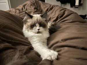 Photo of Bella