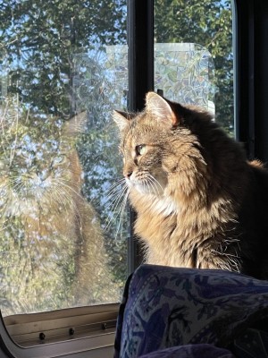 Photo of Luna