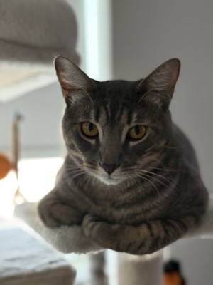 Photo of Olive