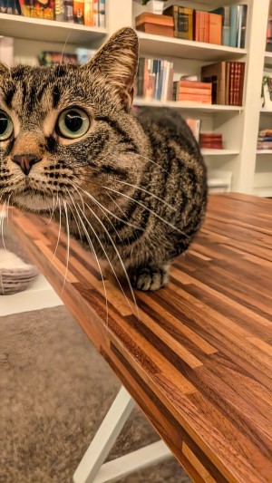 Photo of Bruno