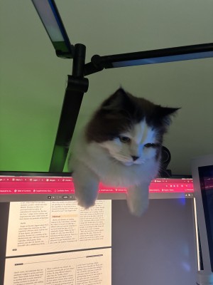 Photo of Milo
