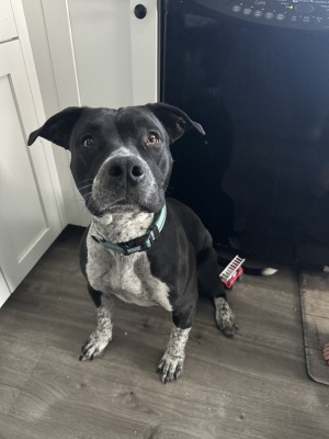 Photo of Nova