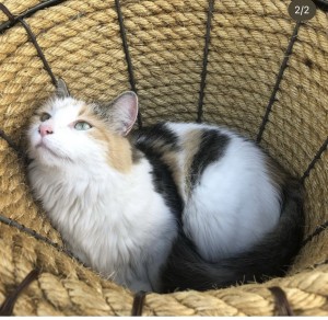 Photo of Nala