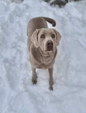 Photo of Duke