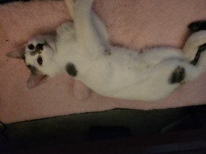 Photo of Pebbles