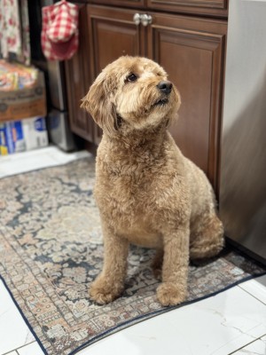 Photo of Daisy