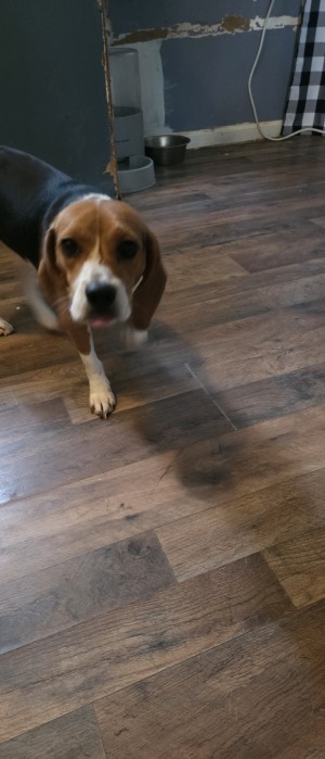 Photo of Bailee