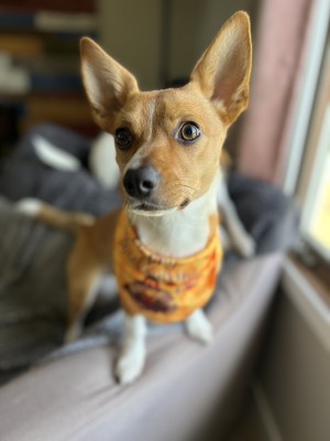 Photo of Henry