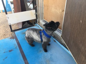 Photo of Dash