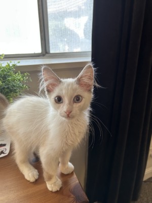 Photo of Finn