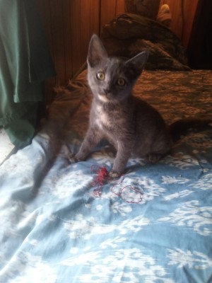 Photo of Doodle