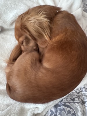 Photo of Pumpkin