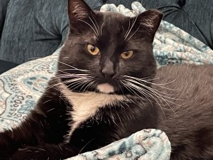 Photo of Pappa Bear