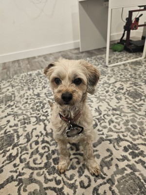 Photo of Annie