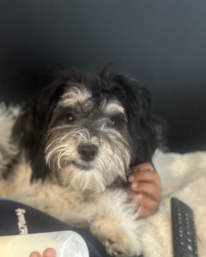 Photo of Oreo