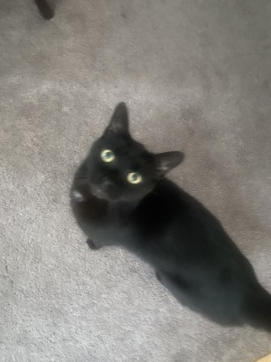Photo of Midnight