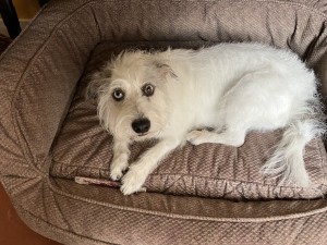 Photo of Lulu