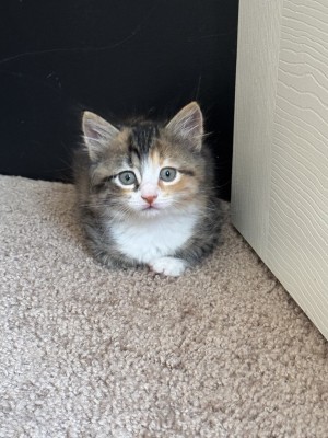 Photo of Prismo