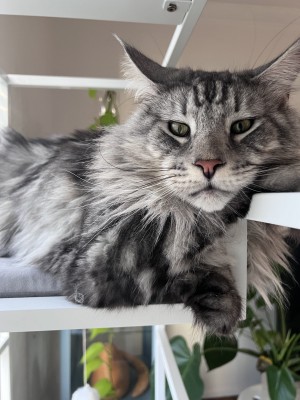 Photo of Kai
