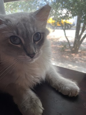 Photo of Bleach