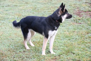 Photo of Rein