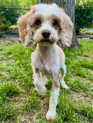 Photo of Finley
