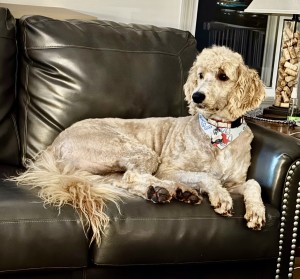 Photo of Colt