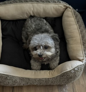 Photo of Layla