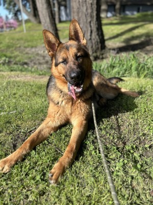 Photo of Tank